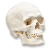 Avatar do usuário