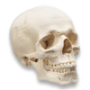 Avatar do usuário