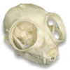 Avatar do usuário