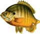 Avatar do usuário