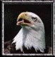 Avatar do usuário